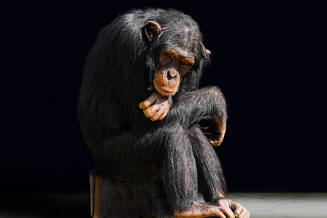 šimpanzi jsou naši nejbližší příbuzní